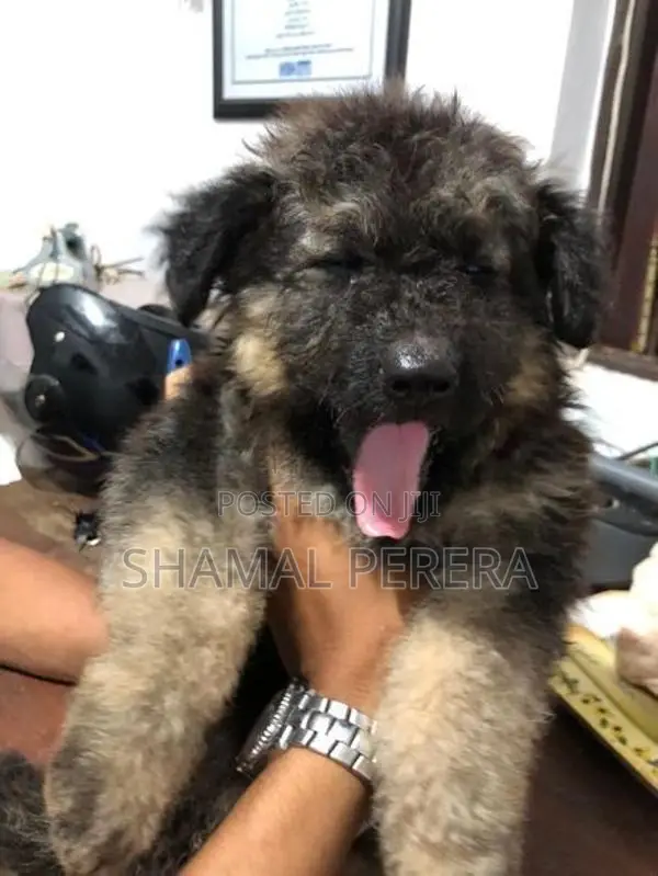 German Shepherd Puppy