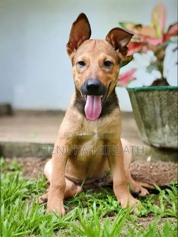 Ridgeback Female Puppy