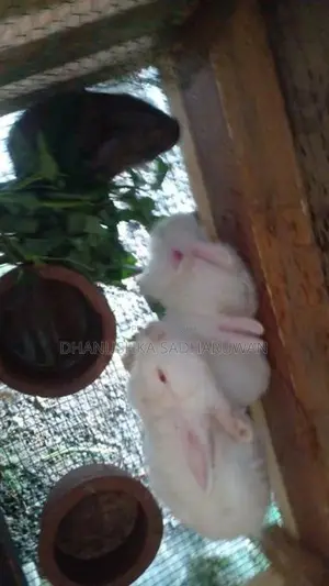 Rabbits