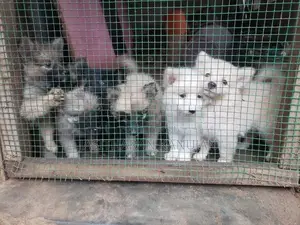 Pomeranian Puppies