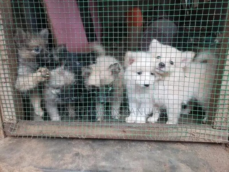 Pomeranian Puppies