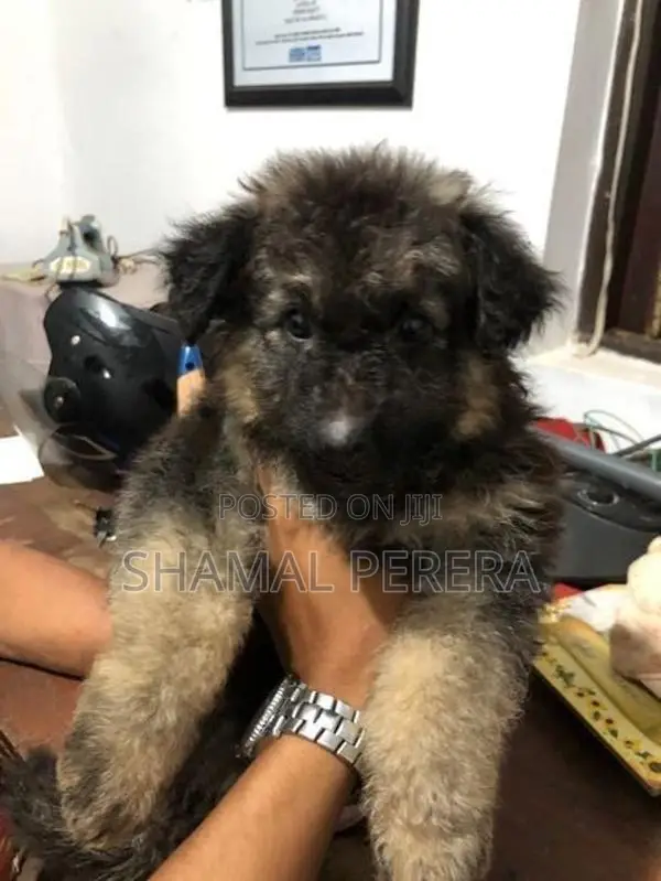 German Shepherd Puppy