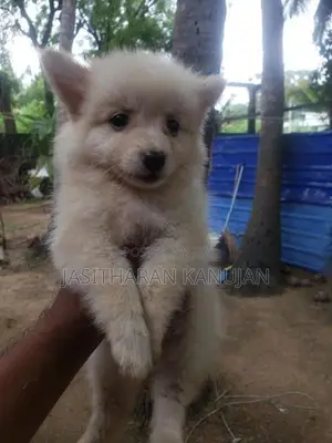 Pomeranian Puppies