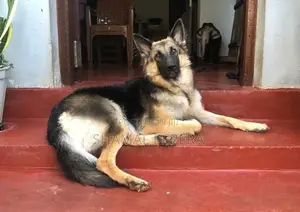 German Shepherd Puppy