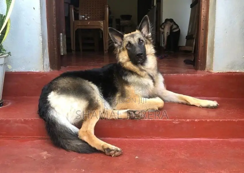 German Shepherd Puppy