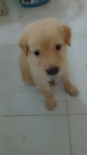 Labrador Mixed Puppies