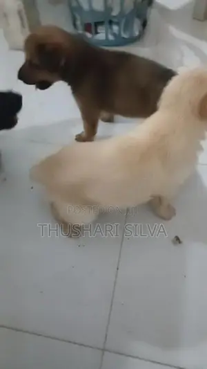 Labrador Mixed Puppies