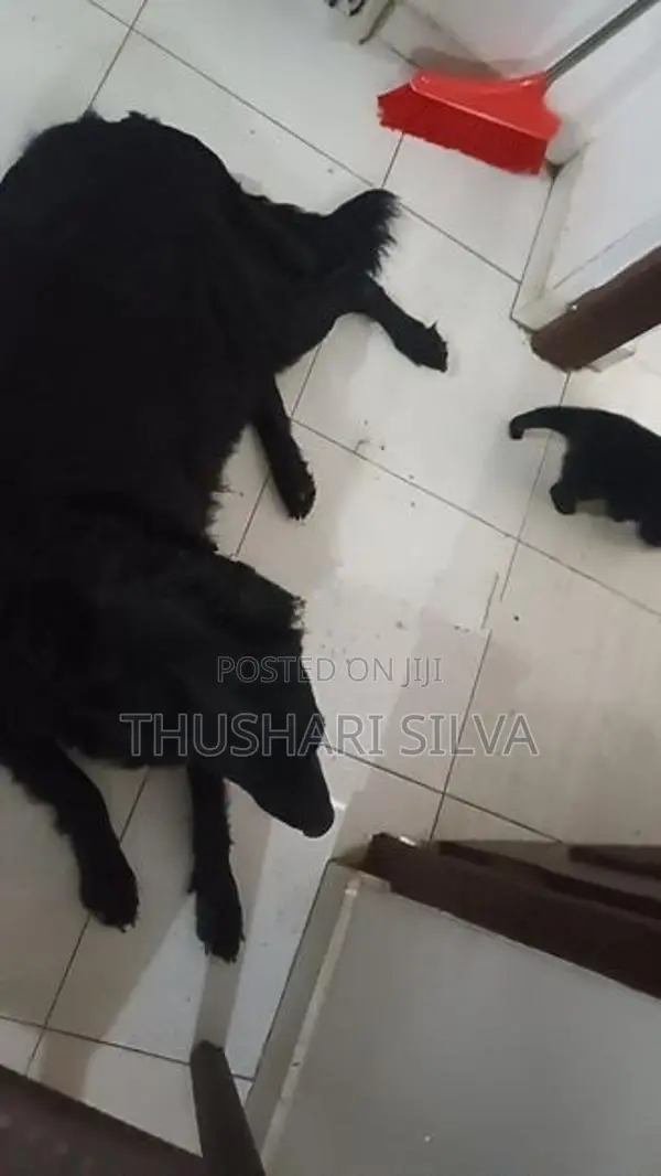 Labrador Mixed Puppies