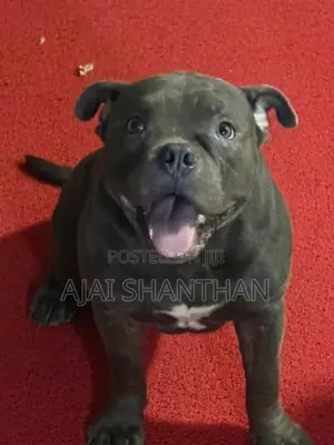 American Bully