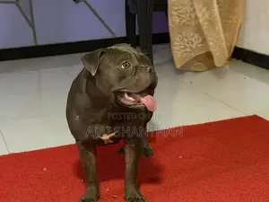 American Bully
