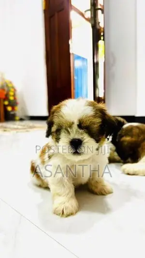 Shih Tzu Puppies