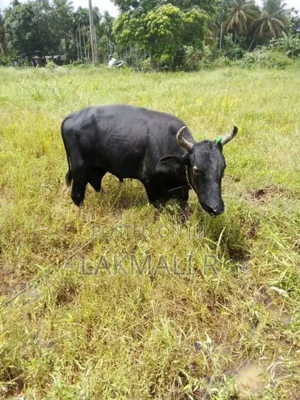 Farm Cow