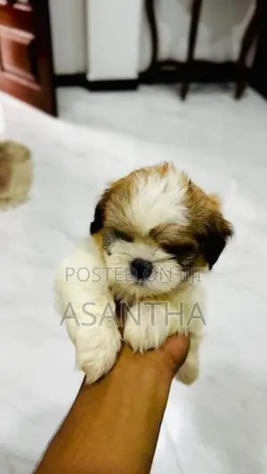 Shih Tzu Puppies