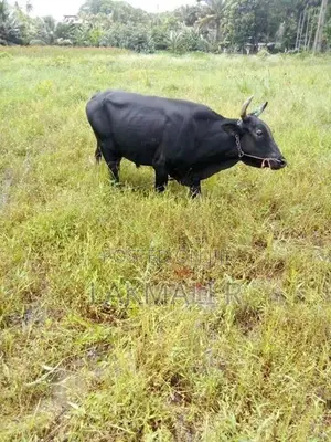 Farm Cow
