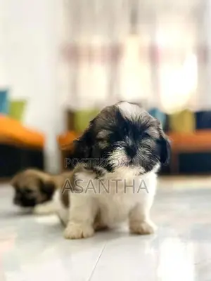 Shih Tzu Puppies