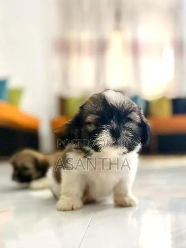 Shih Tzu Puppies