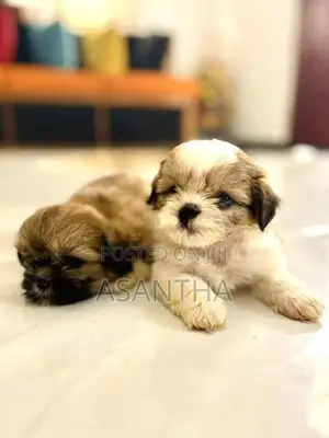 Shih Tzu Puppies