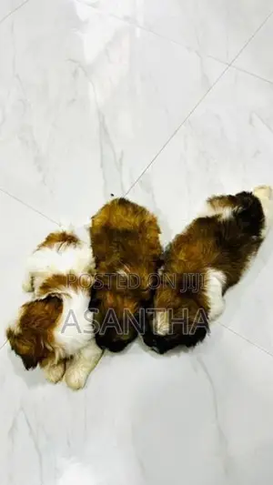 Shih Tzu Puppies