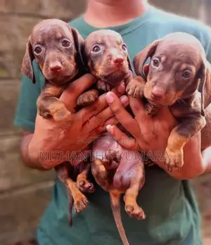 Dachshund Puppies