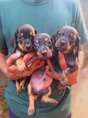 Dachshund Puppies
