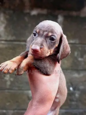 Dachshund Puppies