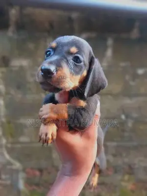 Dachshund Puppies
