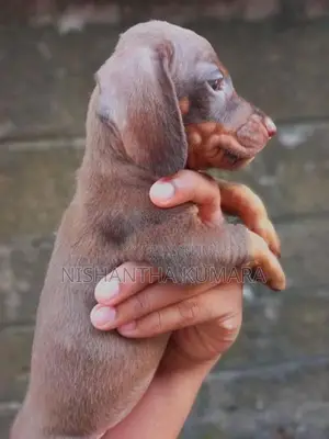Dachshund Puppies