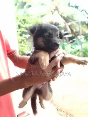 German Shepherd Puppies