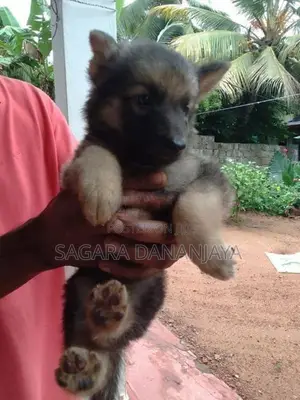 German Shepherd Puppies