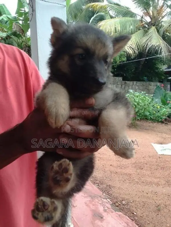 German Shepherd Puppies