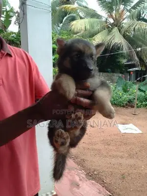 German Shepherd Puppies