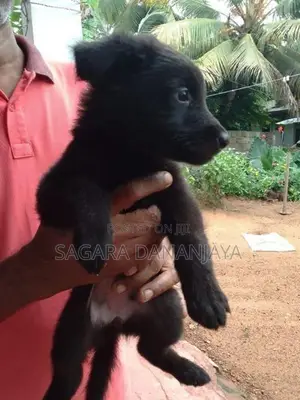 German Shepherd Puppies