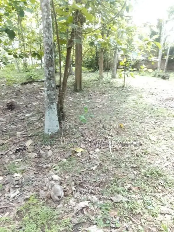 Valuable Land for Sale in Minuwangoda - Walpola