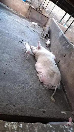 Two Pigs