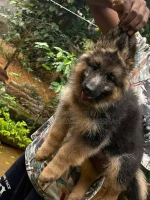 German Shepherd Puppies