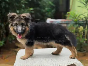 German Shepherd Puppies