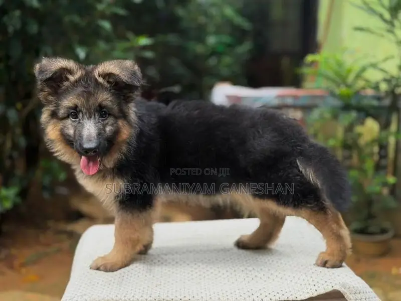 German Shepherd Puppies