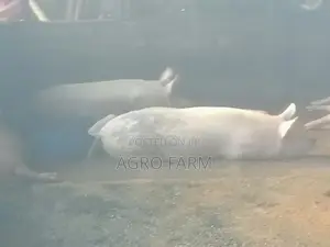 Two Pigs