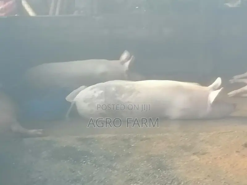 Two Pigs