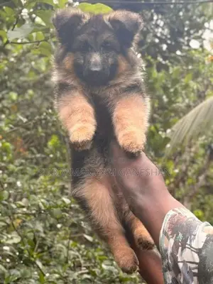 German Shepherd Puppies