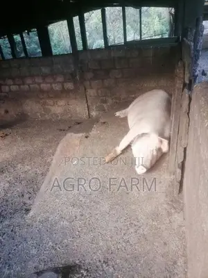 Two Pigs