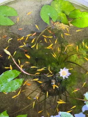 Golden Zebra Danios