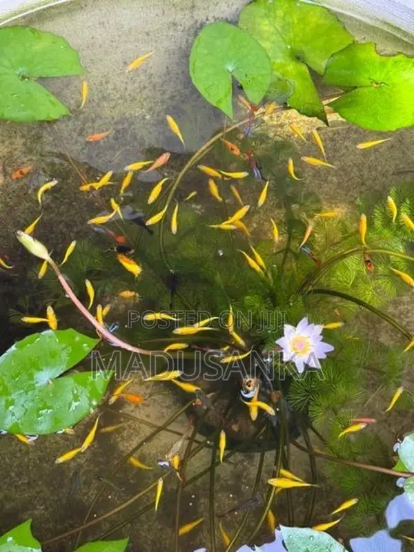 Golden Zebra Danios
