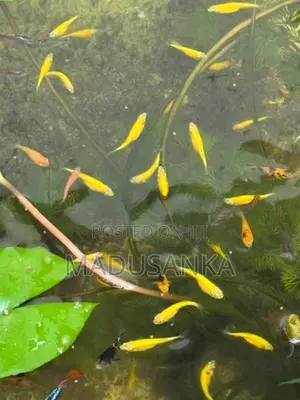 Golden Zebra Danios