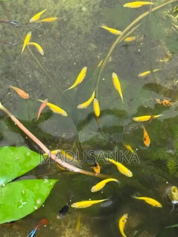 Golden Zebra Danios