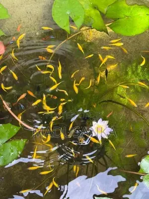 Golden Zebra Danios
