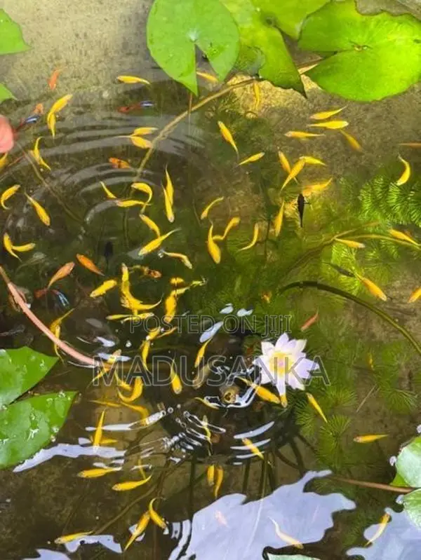 Golden Zebra Danios