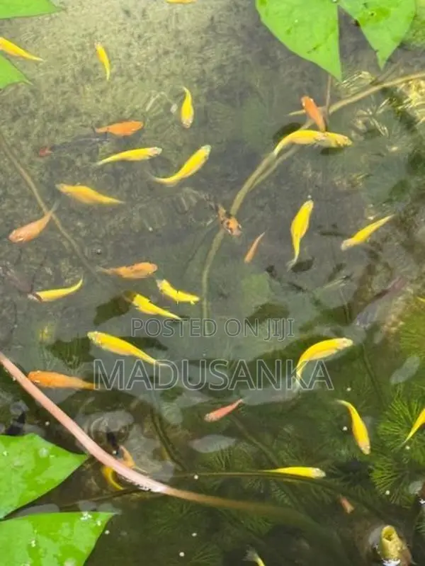 Golden Zebra Danios