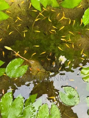 Golden Zebra Danios