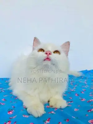 Persian Cat